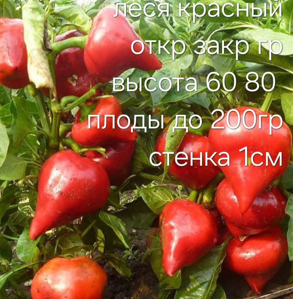 РАССАДА ПЕРЦЕВ ЛЕСЯ КРАСНЫЙ
