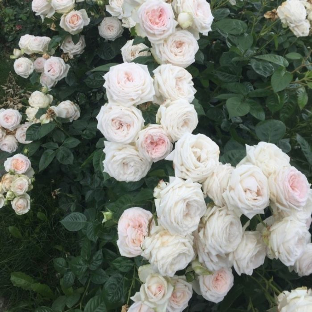 Роза Мадам Анизетт С7 Закупка М57 июнь 2026