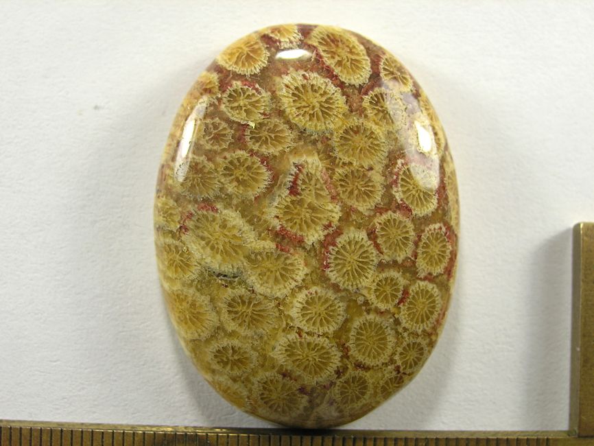 Кабошон коралла окаменелого, овал, 40x30x8 мм (3)