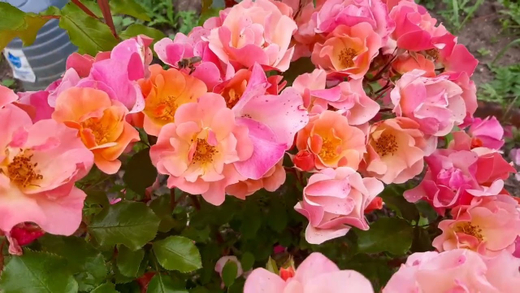 Роза Джаз С7 Закупка М57 июнь 2026