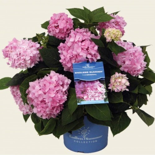 Гортензия крупнолистная "Эндлесс Саммер" Пинк С2 Закупка М31 апрель 2026
