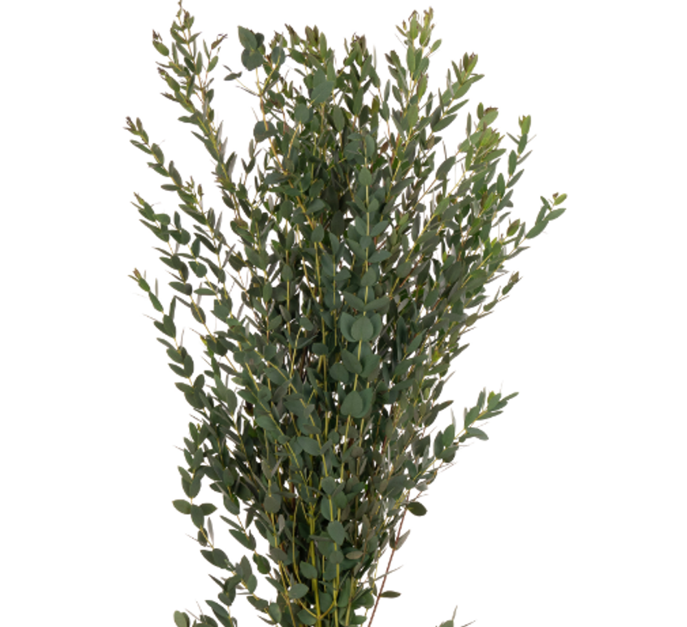 Эвкалипт мелколистный Парвифолия