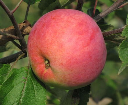 Яблоня Коричное ананасное