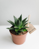 Хавортия Гастериоидная