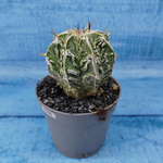 Astrophytum Myriostigma cv. Fukuryu (Астрофитум)