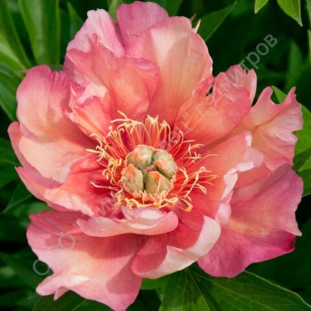 Гибрида пиона ИТО Джулия Роуз