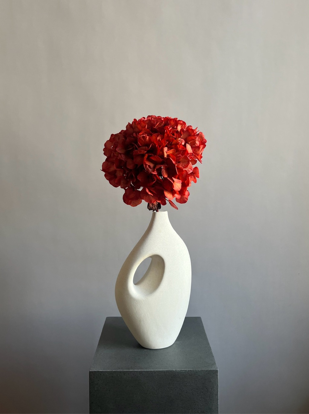 Гортензия макрофила стабилизированная винная