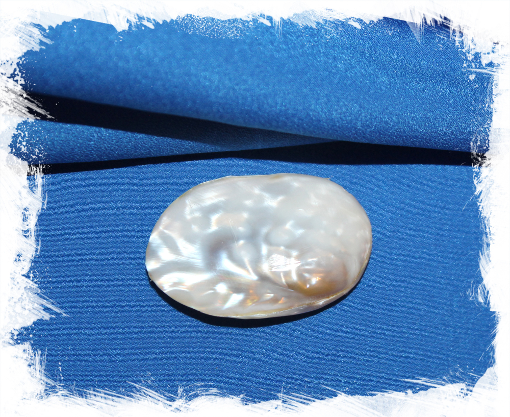 Ракушка Погремушка перламутровая