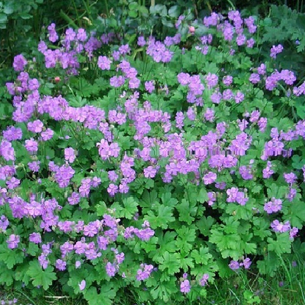 Герань Cambridge