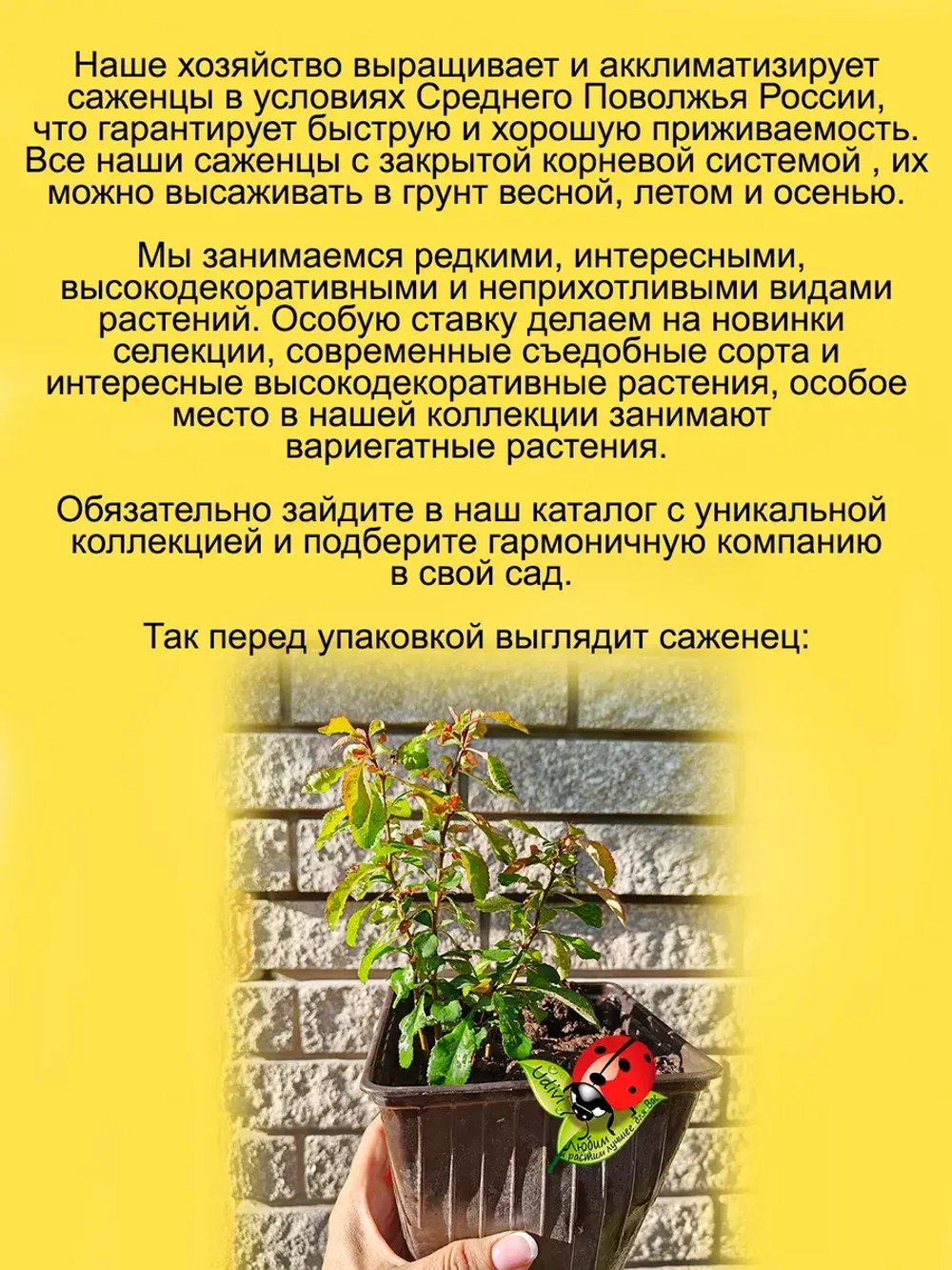 Айва Нивалис японская белая Хиномелес