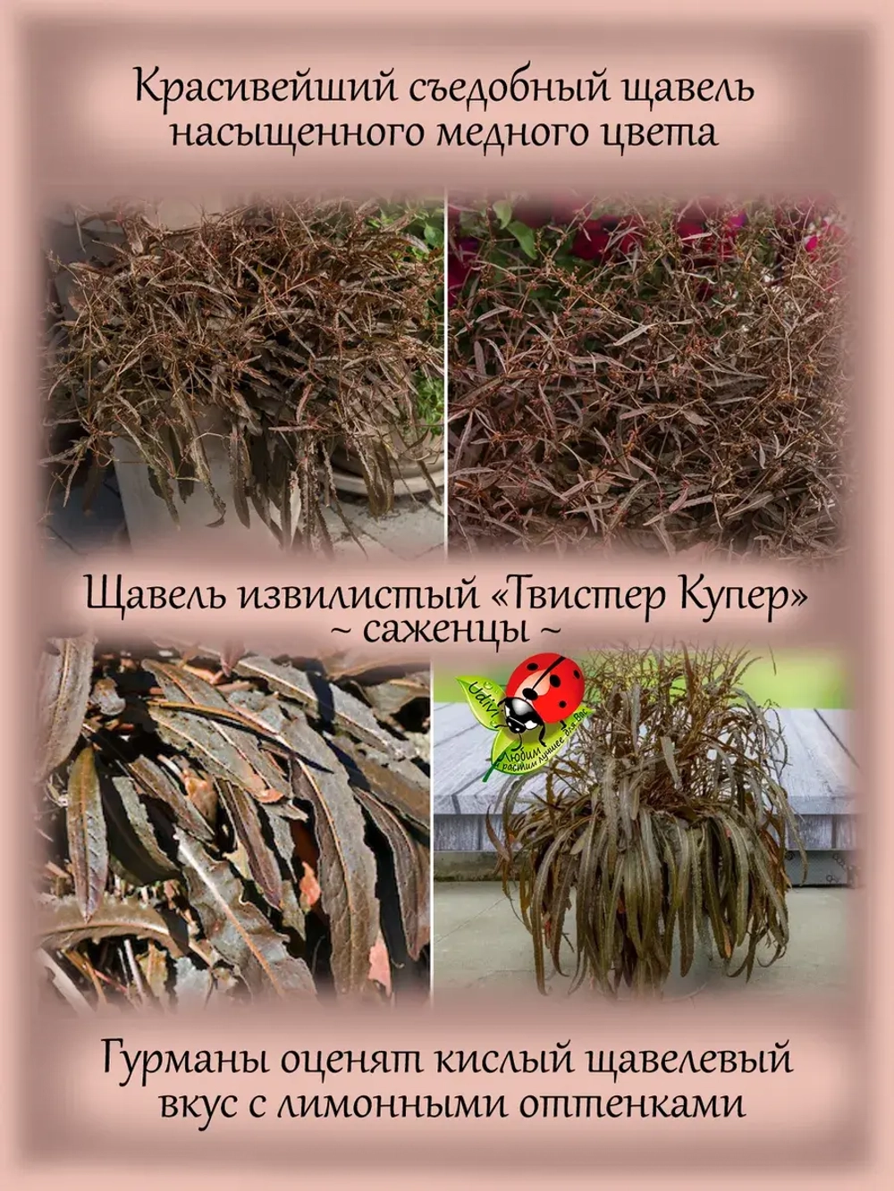 Щавель Твист Купер извилистый лимонный