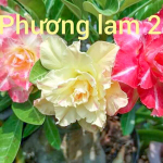 Адениум обесум 311 Phương Lam 23