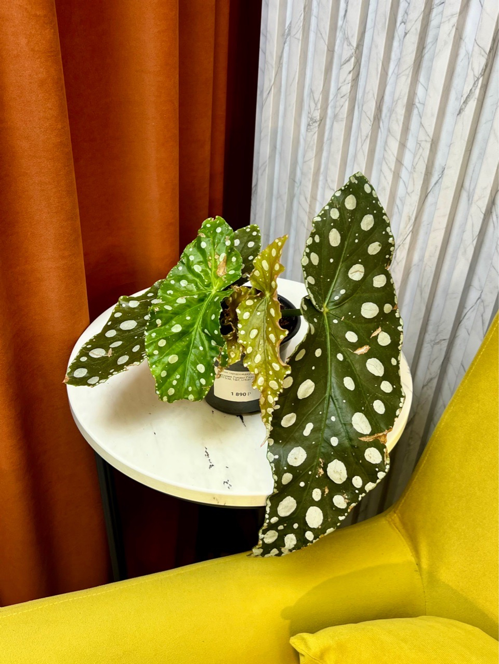 Бегония Макулата Эннан Грейс, D12см Н30см, 1шт, Urban Jungle