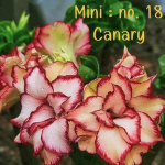 Адениум мини 18 CANARY (А78)