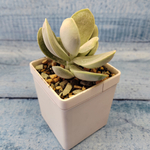 Adromischus Leucophyllus (Адромискус)