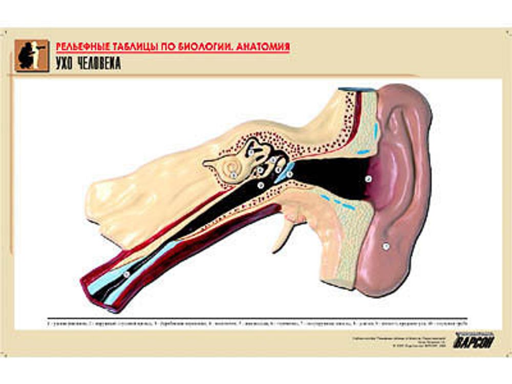 Рельефная таблица &amp;#34;Ухо человека&amp;#34; (формат А1, матовое ламинир.)