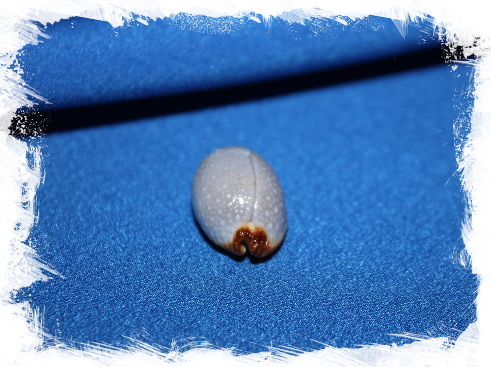 Ципрея стафилея (Staphylaea staphylaea)