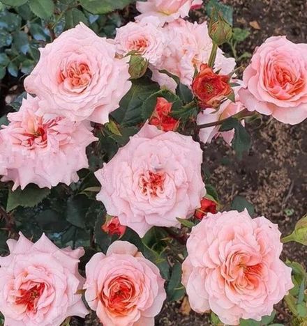 Белла Линда Круелла (Bellalinda Cruella)