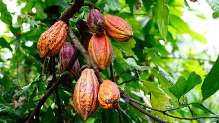 Самбирано Органик Царафандрай