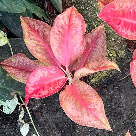 Аглаонема FLAMINGO