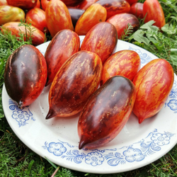 Помидоры - Гном Бой с Тенью