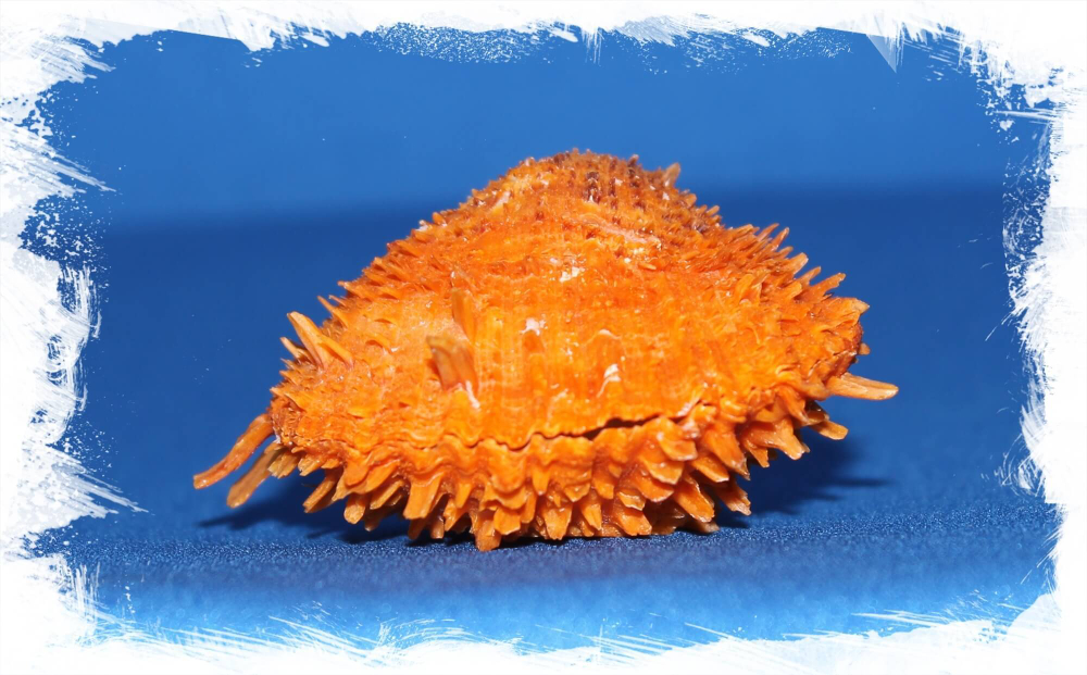 Spondylus barbatus orange