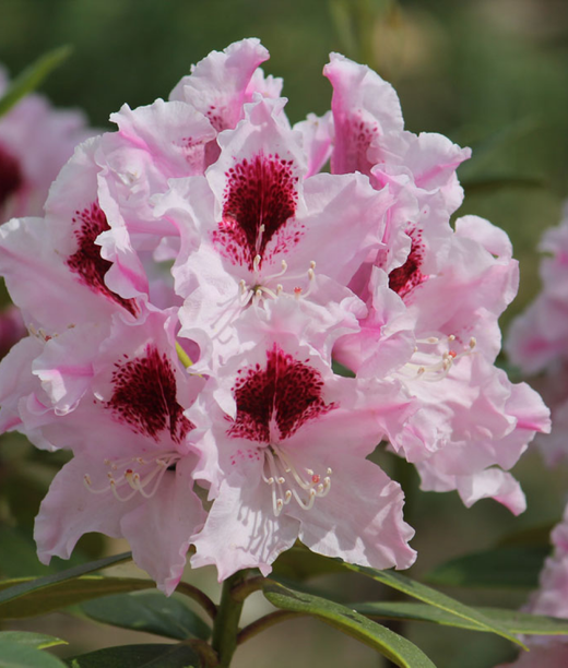 Рододендрон гибридный Кролова Ядвига Р9 40-50 см Закупка М63 апрель 2026