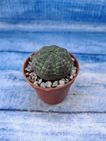 Euphorbia Obesa (Эуфорбия)