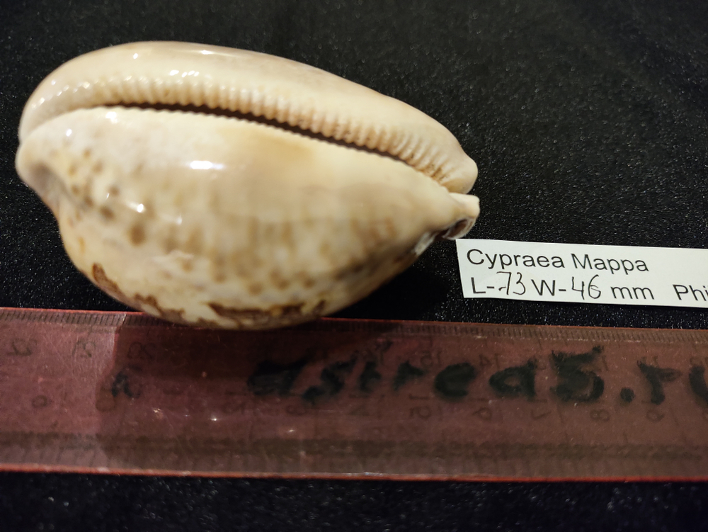 Ципрея Маппа