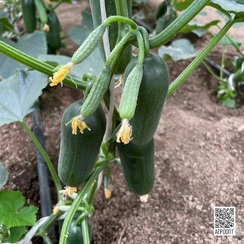 Кваял F1 семена огурца партенокарпического (Rijk Zwaan/Райк Цваан)