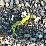 Дисхидия Ideaminobu S