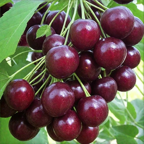 Сэм (Колоновидная )