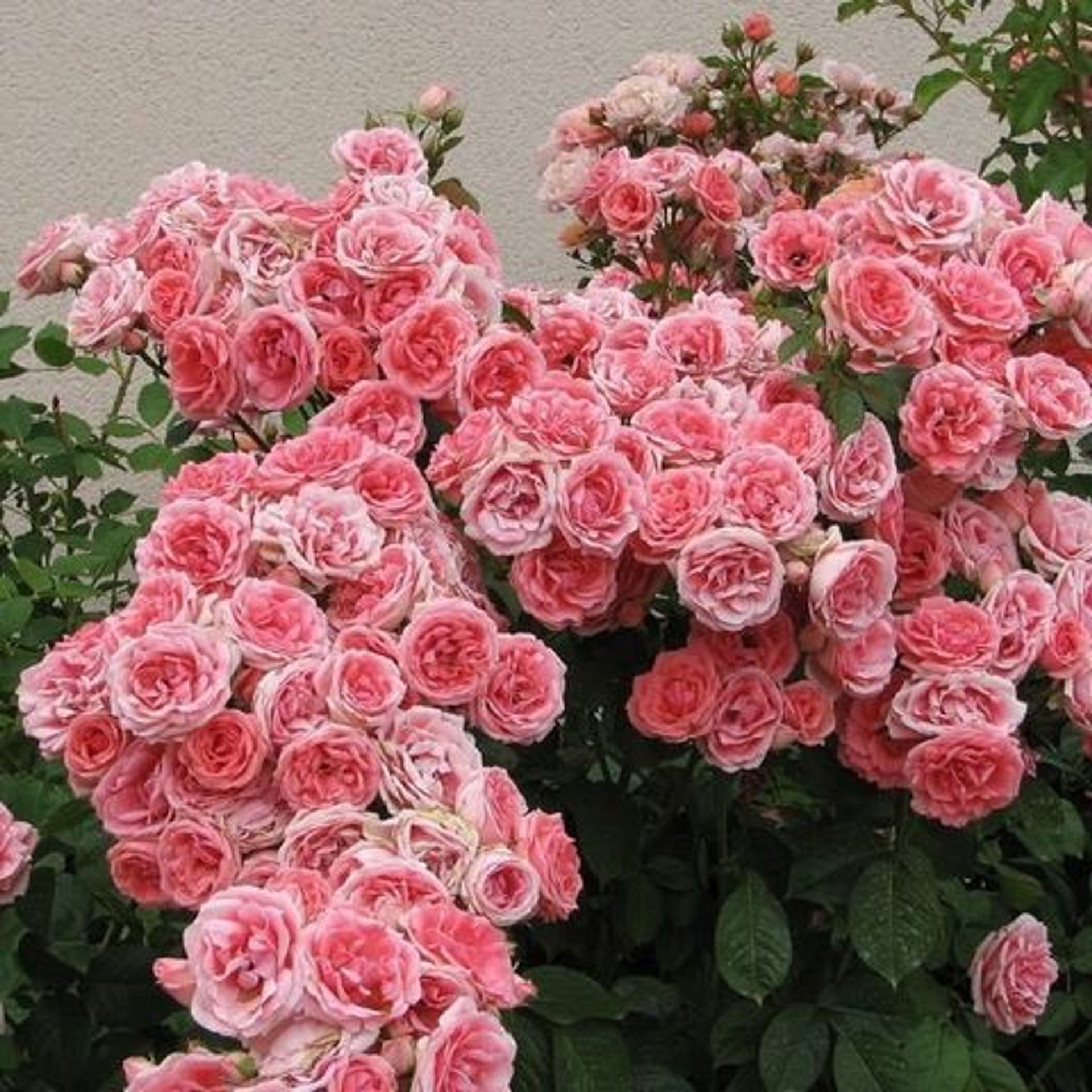 Флорибунда floribunda