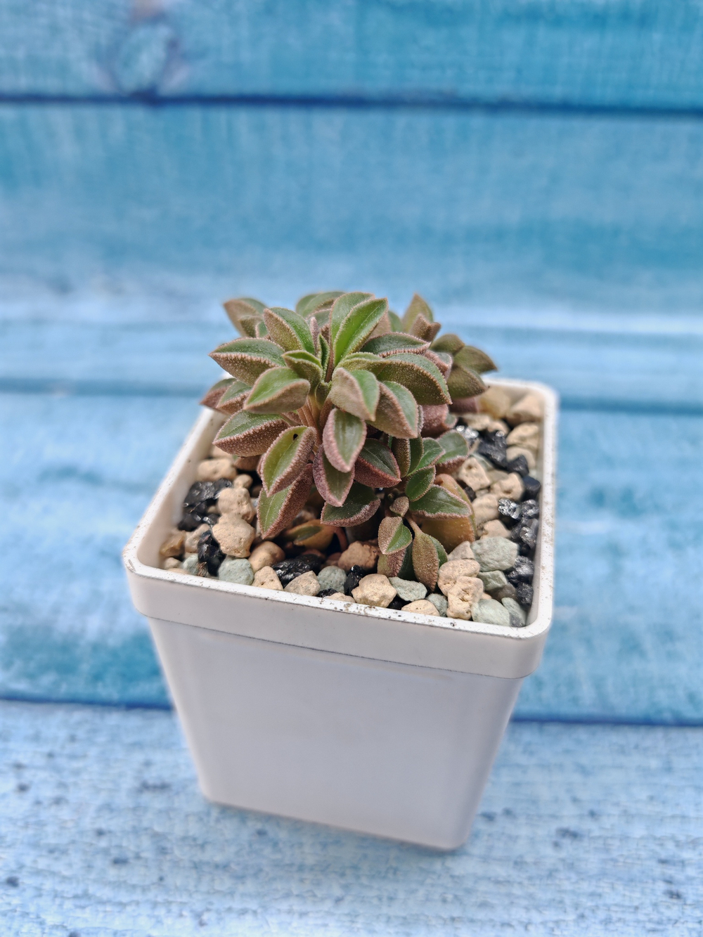 Peperomia Asperula (Переромия)