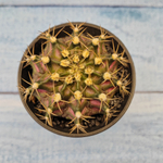Gymnocalycium T-Rex Pink hybride (Гимнокалициум T-rex)