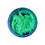 Форелевая приманка "Minoga" FURRY 2,8" (8шт) 70мм, 1,4гр, цвет 08