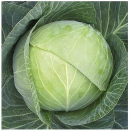 Капуста бк Атрия (15шт) Нидерланды Ц Каприс