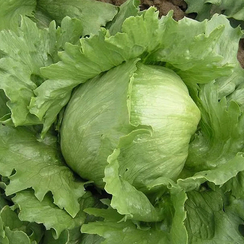 ТЕМПЛИН семена салата (Nunhems | Alexagro)