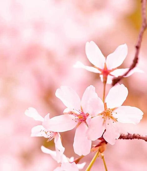 Ароматический воск Вишнёвый цветок Cherry Blossom, Candle Warmers