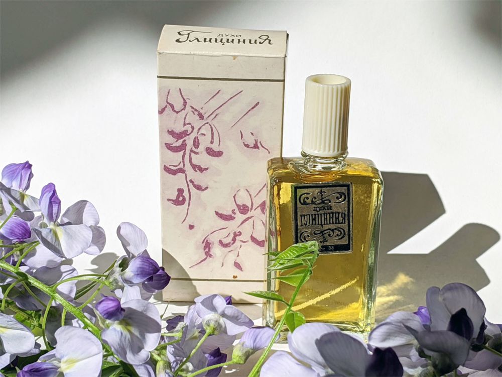 Suvenir Glicinia Глициния