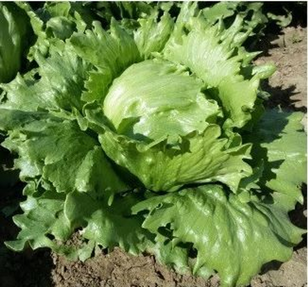 Салат кочанный маслянистый Картаганова (Seminis / Семинис)