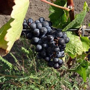 Достойный - чёрный сорт винограда