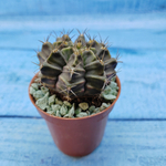 Gymnocalycium Friedrichii (Гимнокалициум)