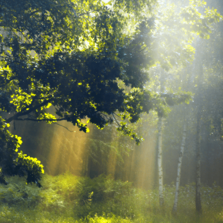 Forest after rain (Лес после дождя) отдушка (Франция)