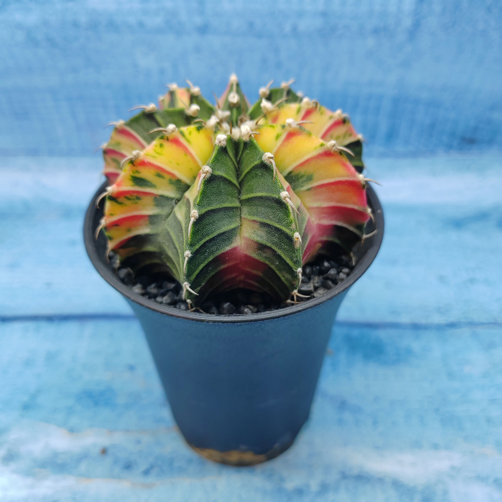 Gymnocalycium Variegata (Гимнокалициум Вариегатный)