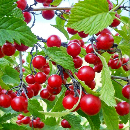 Вишня Войлочная Детская