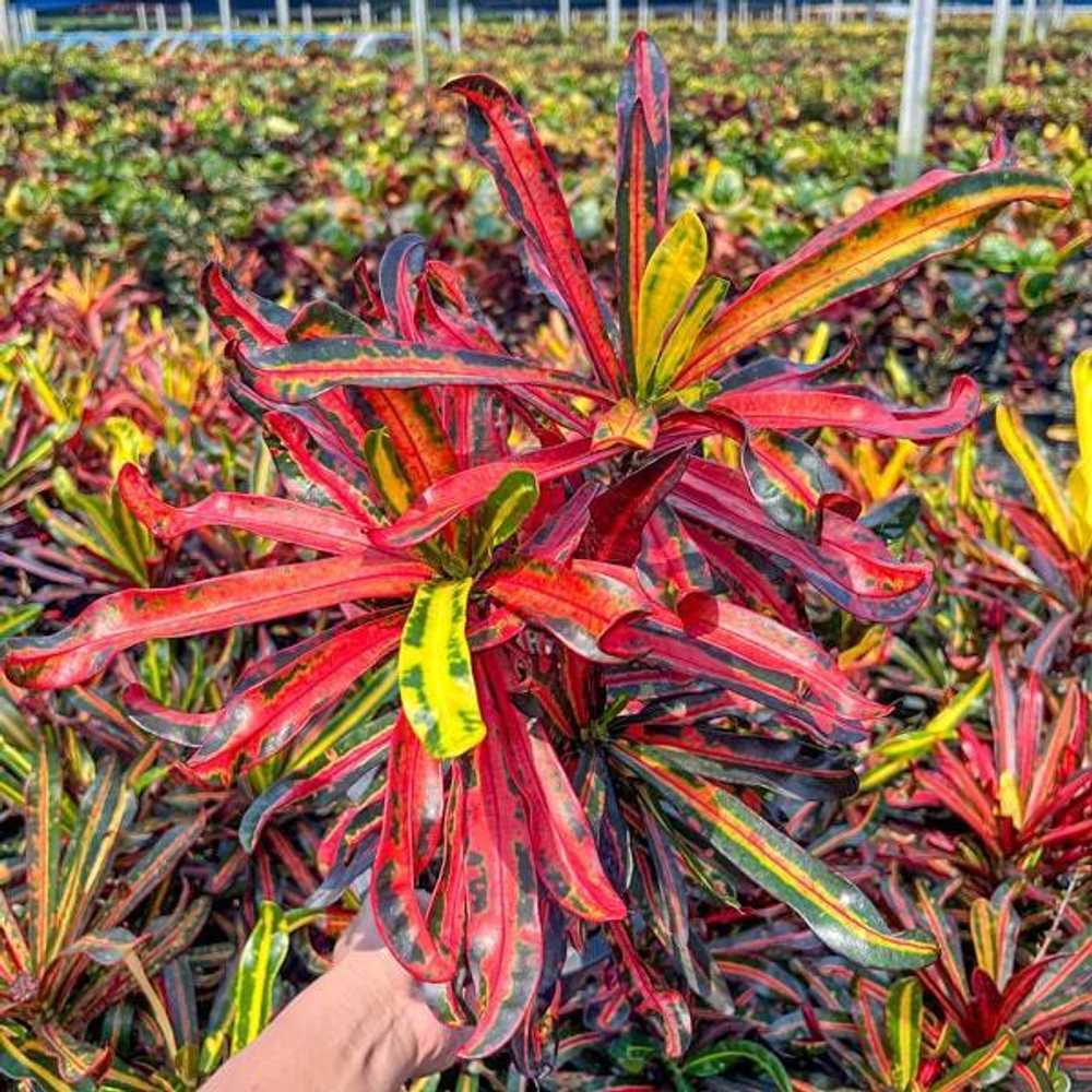 Кротон SAI RUNG SIAM