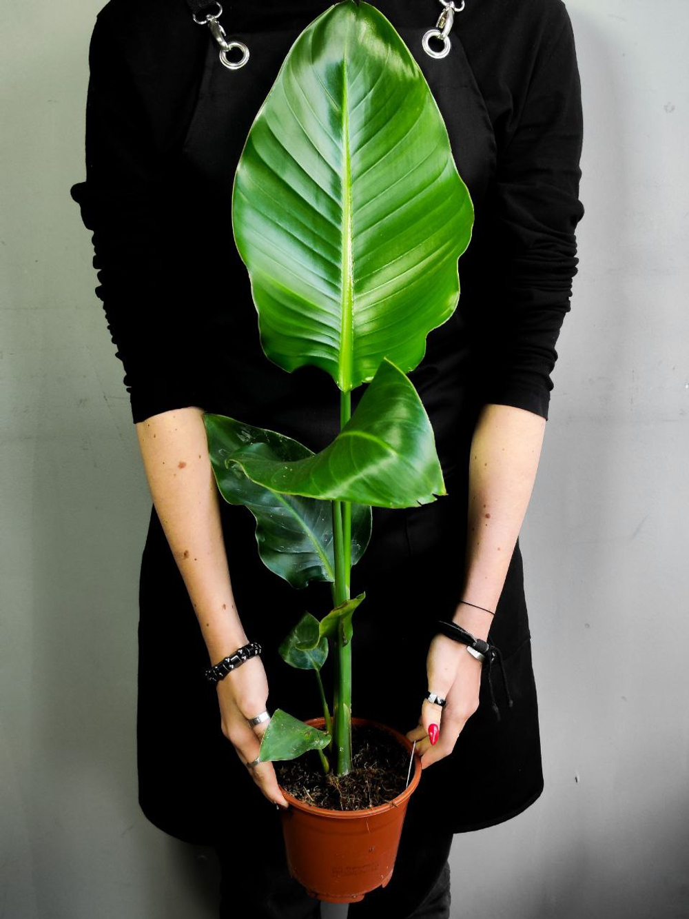 Стрелиция Николая D12см