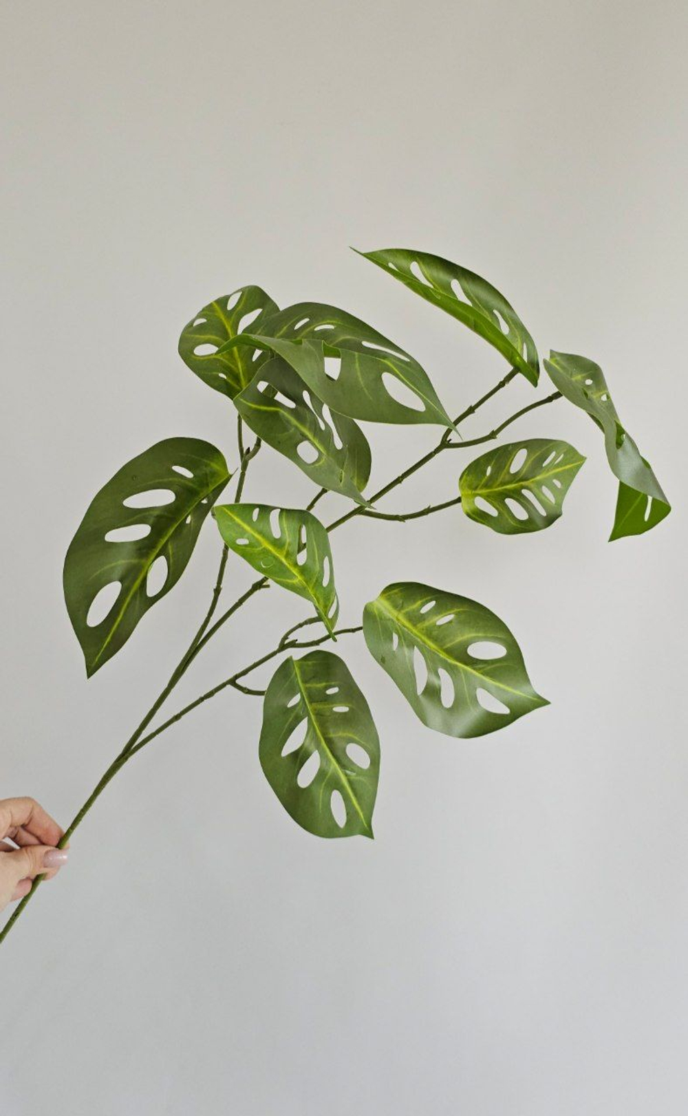 Монстера Адансона / Арт 4203