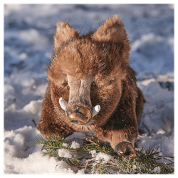 Мягкая игрушка из меха «Кабанчик»